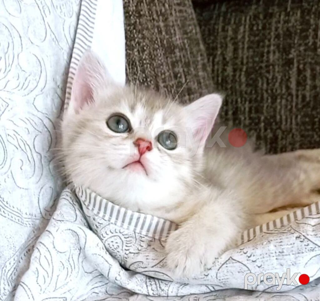 Dişi, Yaxşı əllərə, Ünvandan götürmə — Pişiklər, Bakı (10)