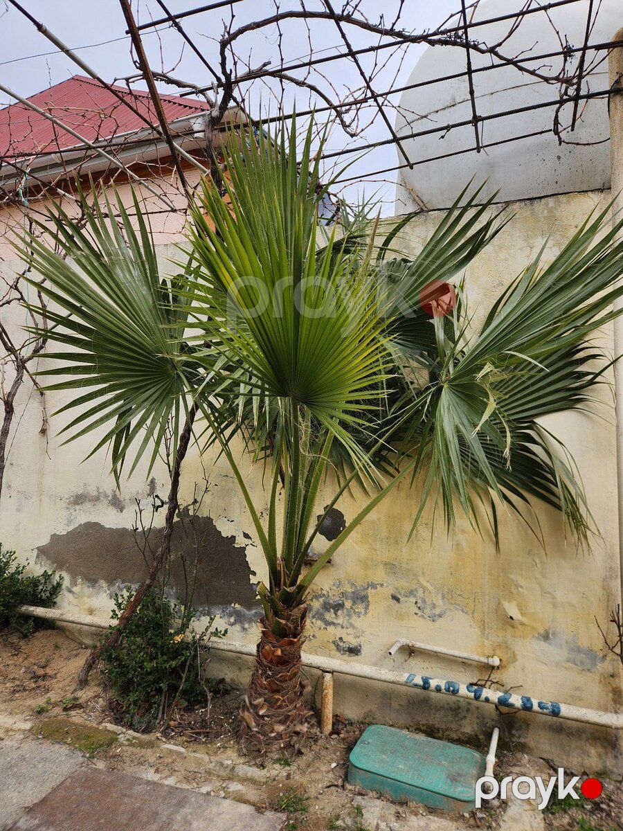 Dekorativ palma — Bitkilər, Bakı (4)