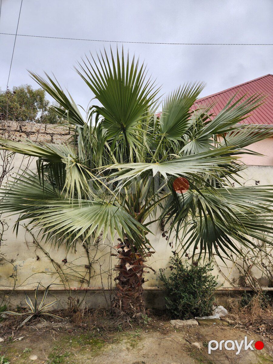 Dekorativ palma — Bitkilər, Bakı (6)