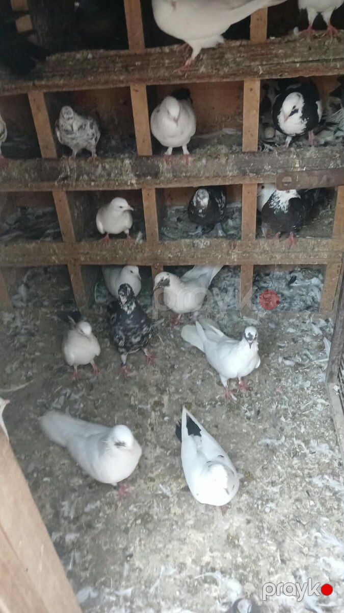 Göyərçinlər — Quşlar, Bakı (6)