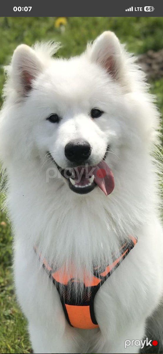 Samoyed balası — Köpəklər, Bakı (2)