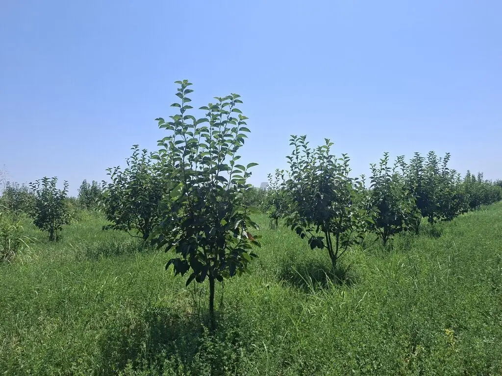 100 sot Torpaq Satılır, Göyçay — Torpaq, Göyçay (2)