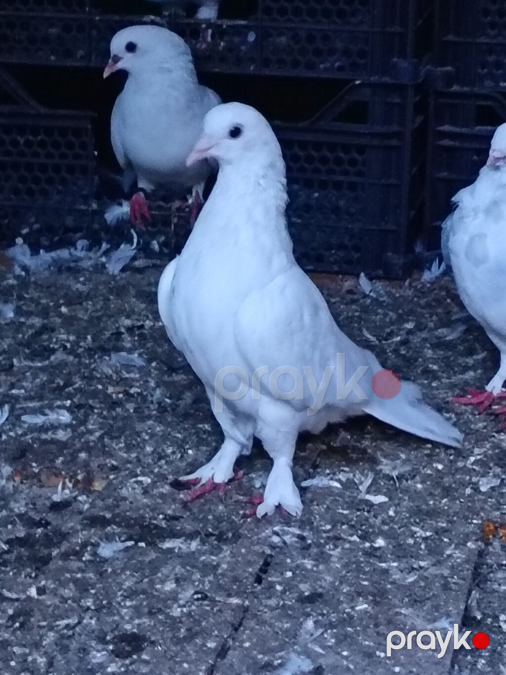 Salam. Tam saglam heyvanlardı. Hamsi ucan quslardi. Cutderde var — Göyərçin, Şəki (4)