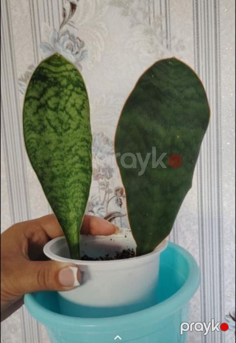 Sansevieria “Whale Fin” (Masoniana) – dekorativ ev bitkisi - Nadir — Bakı