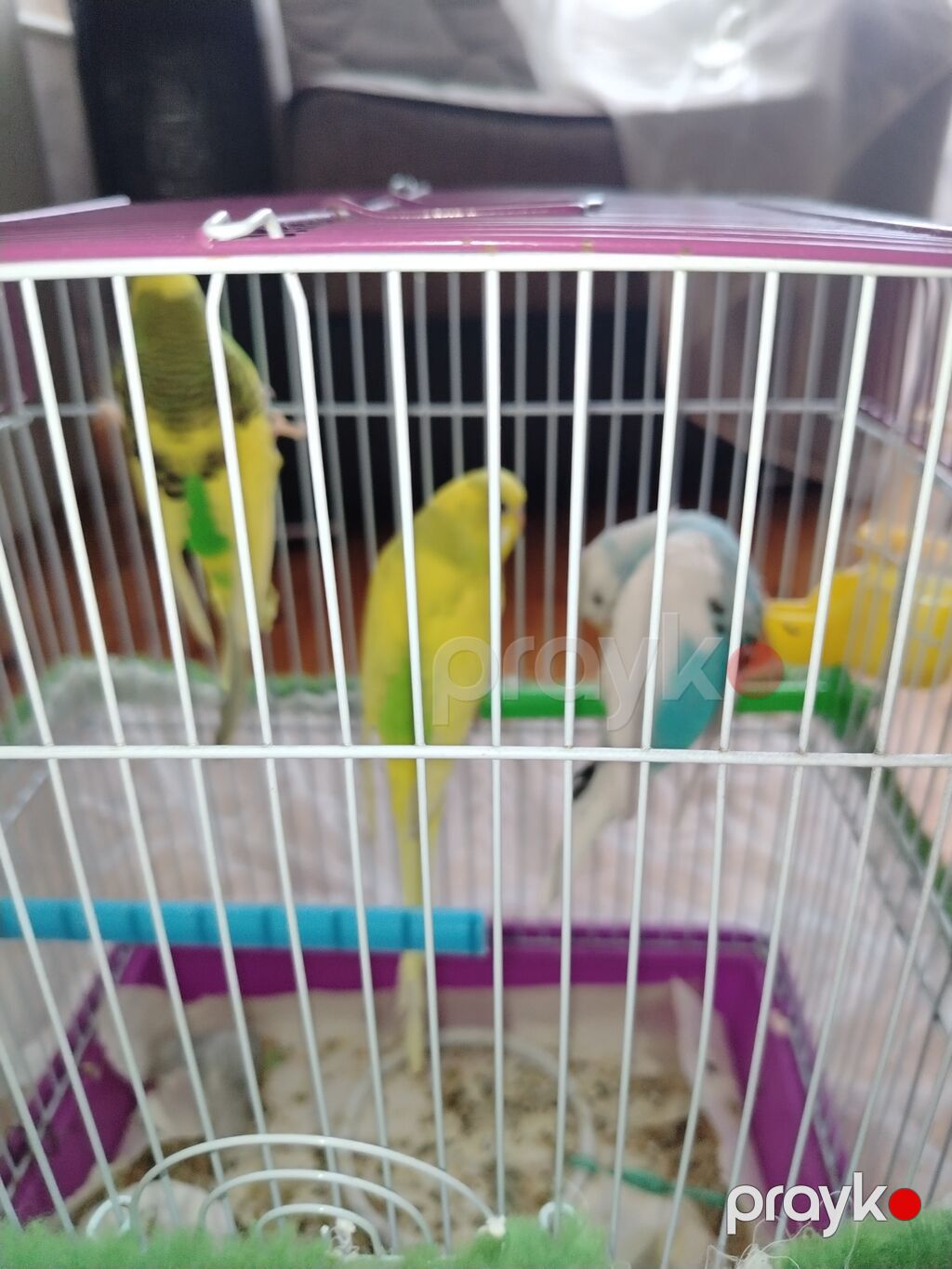 Məhsul: Dalmatian və Avstraliya cinsli dalğalı papuqaylar (budgerigar) — Qəfəslər, Bakı (4)