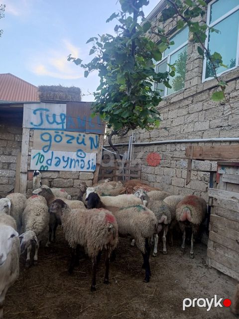 Quzular — Bakı