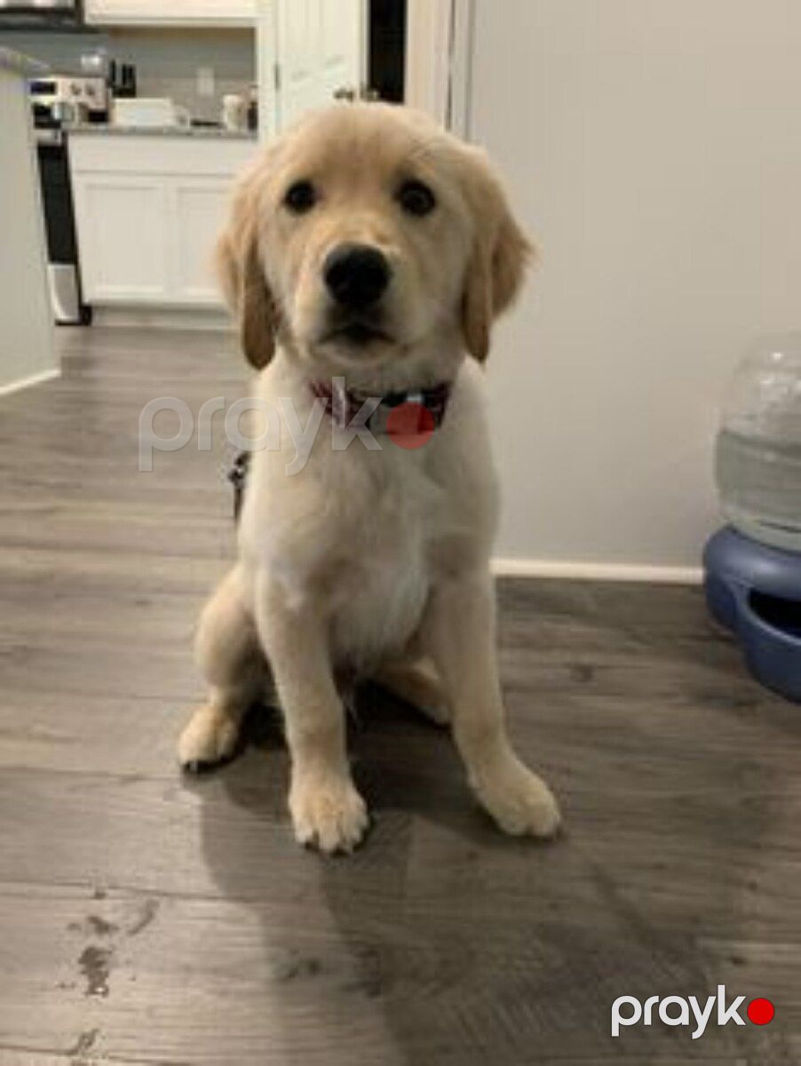 Golden Retriver — Köpəklər, Bakı (3)