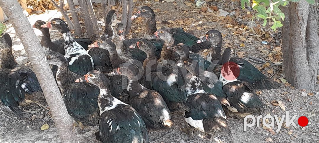 Lal ördəklər — Quşlar, Sumqayıt (2)