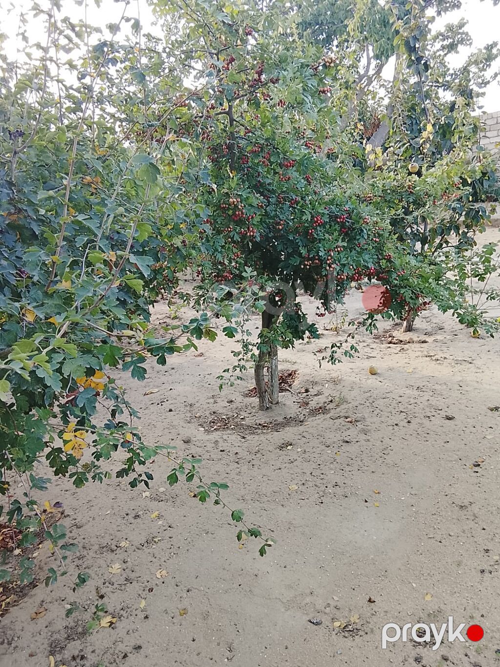 3 otaqlı, 69 kv. m, Orta təmir — Ev, villa, Digah (7)