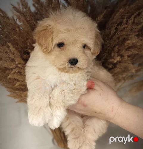 Toy pudel — Bakı