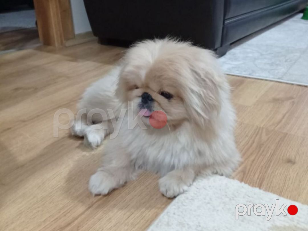 Pekines balaları — Köpəklər, Bakı (6)