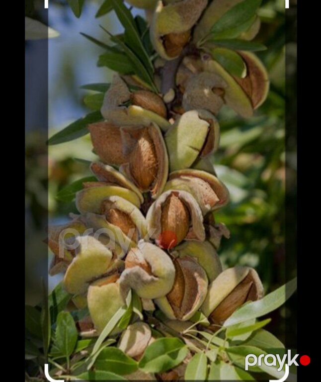Badam ağacı — Bitkilər, Bakı (2)