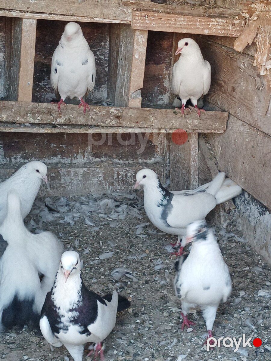 Göyərçinlər — Quşlar, Bakı (4)