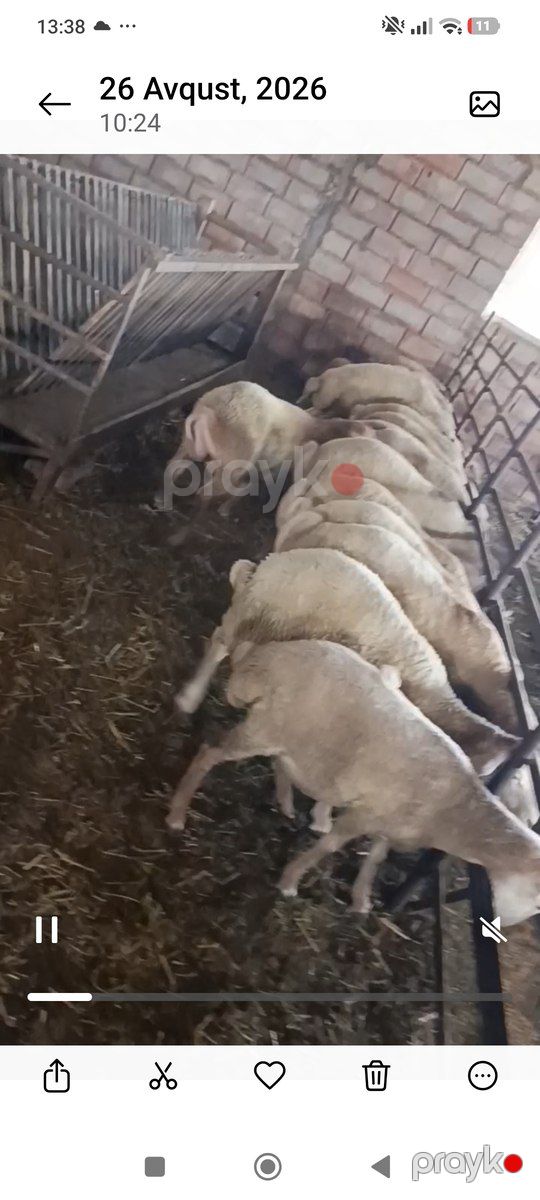 Quzular — Kənd təsərrüfatı heyvanları, Şirvan (7)