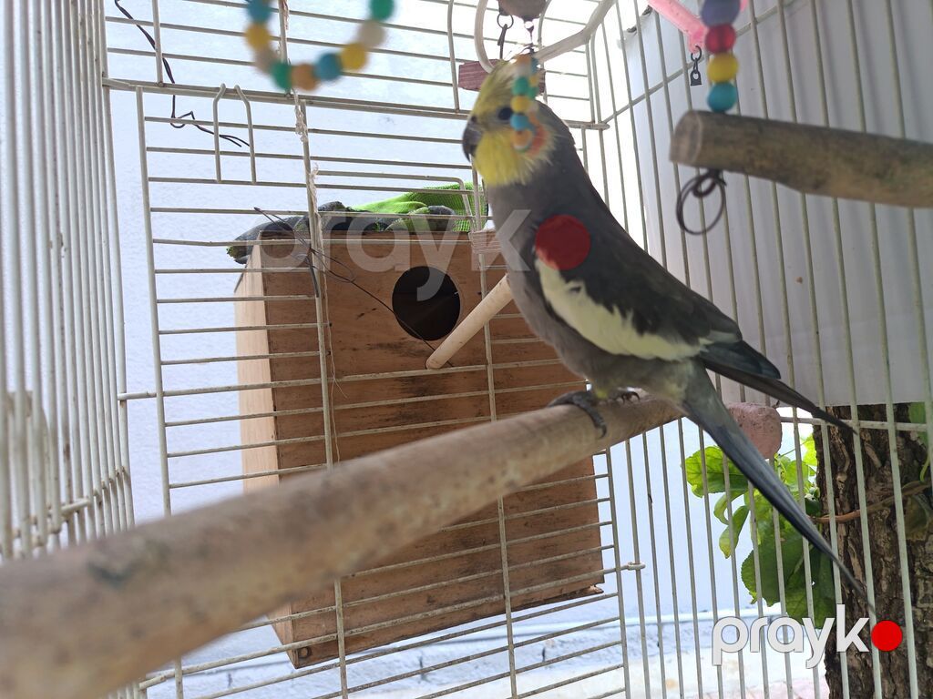 Nimfa (Cockatiel) – boz-ağ rəngli, sarı lələklı qaşqa və narıncı — Tutyun papağayı, Bakı (3)