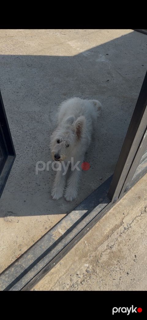 Pudel — Bakı