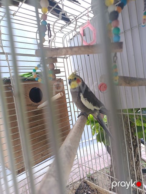 Nimfa (Cockatiel) папuqayı və qəfəs dəsti - Növ: Nimfa (Cockatiel) — Bakı