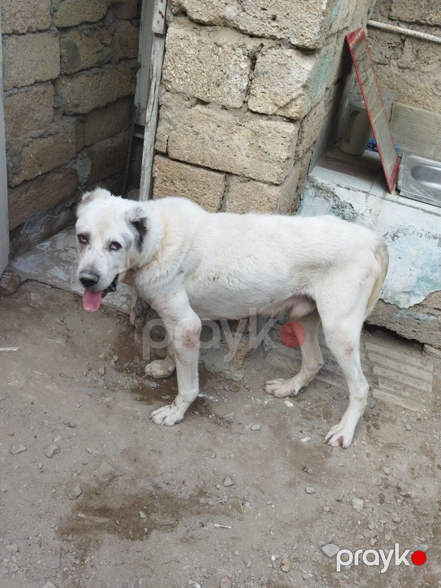 Alabay — Köpəklər, Bakı (2)