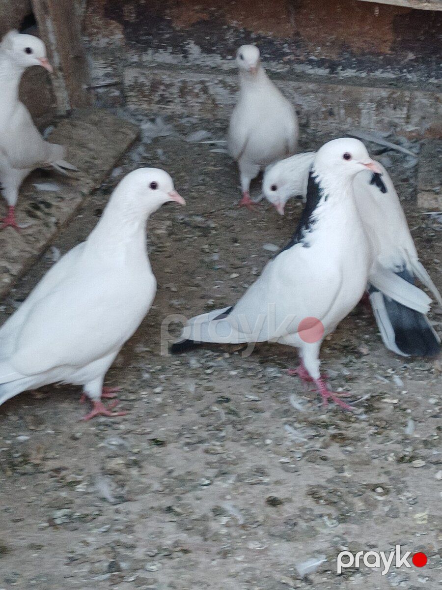 Göyərçinlər — Quşlar, Bakı (5)