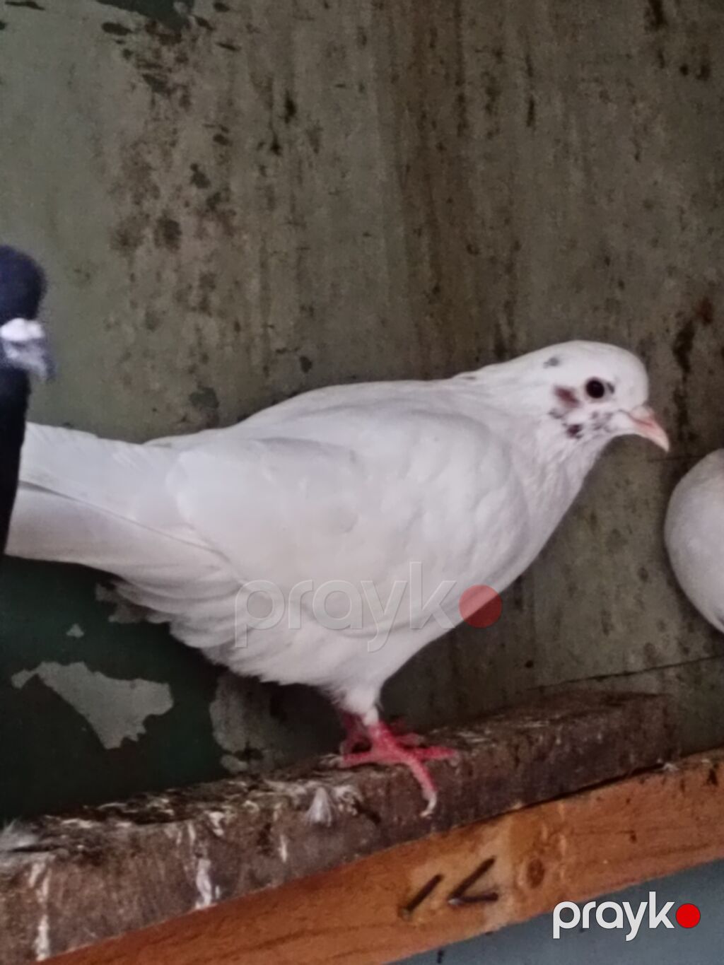Salam. Tam saglam heyvanlardı. Hamsi ucan quslardi. Cutderde var — Göyərçin, Şəki (7)