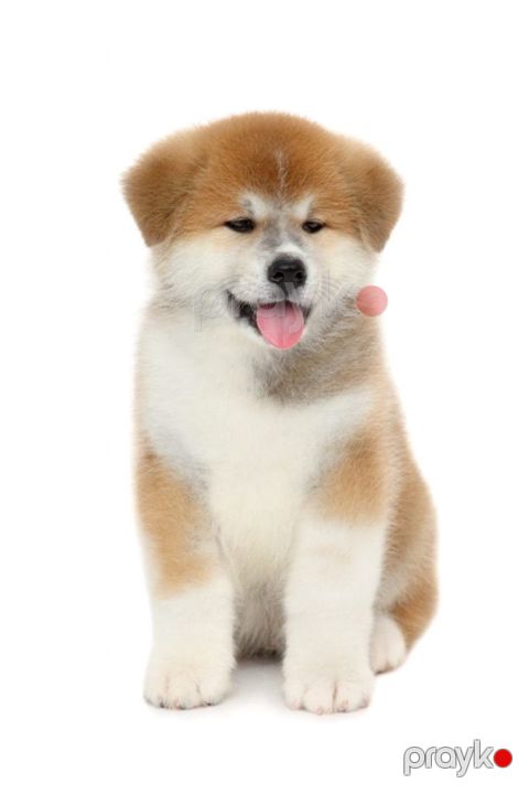 Akita-inu balası — Bakı