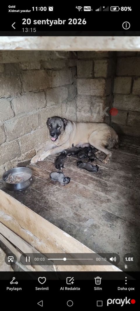 Kanqal, 1 ay, Erkək, Peyvəndli, Pulsuz çatdırılma — Digah