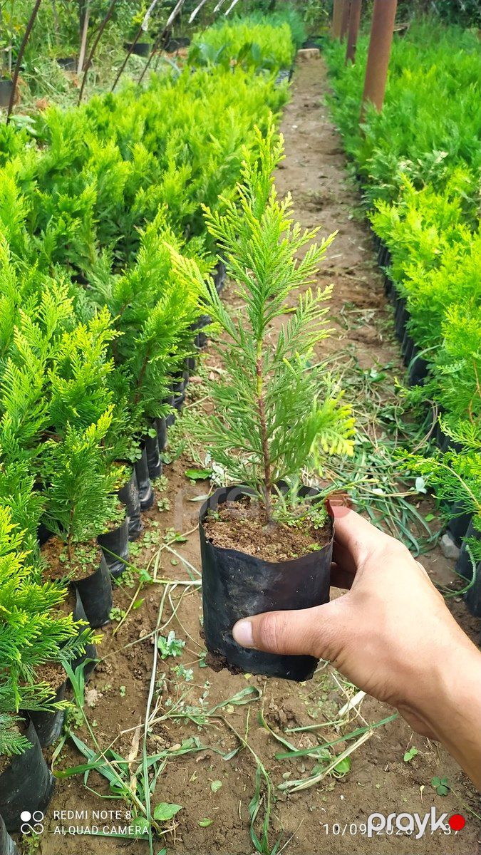 Leylandıra gold şitilləri — Bitkilər, Astara (2)
