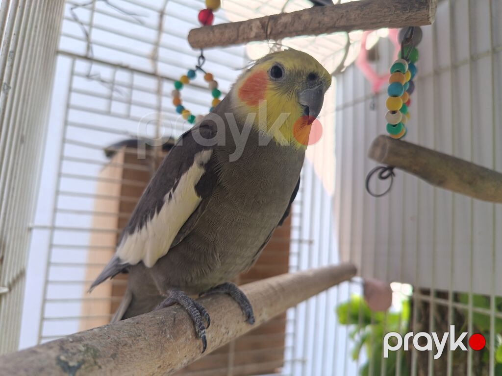 Nimfa (cockatiel) tutuquşu – boz bədən, ağ qanad ləkələri, sarı baş və — Tutyun papağayı, Bakı (4)