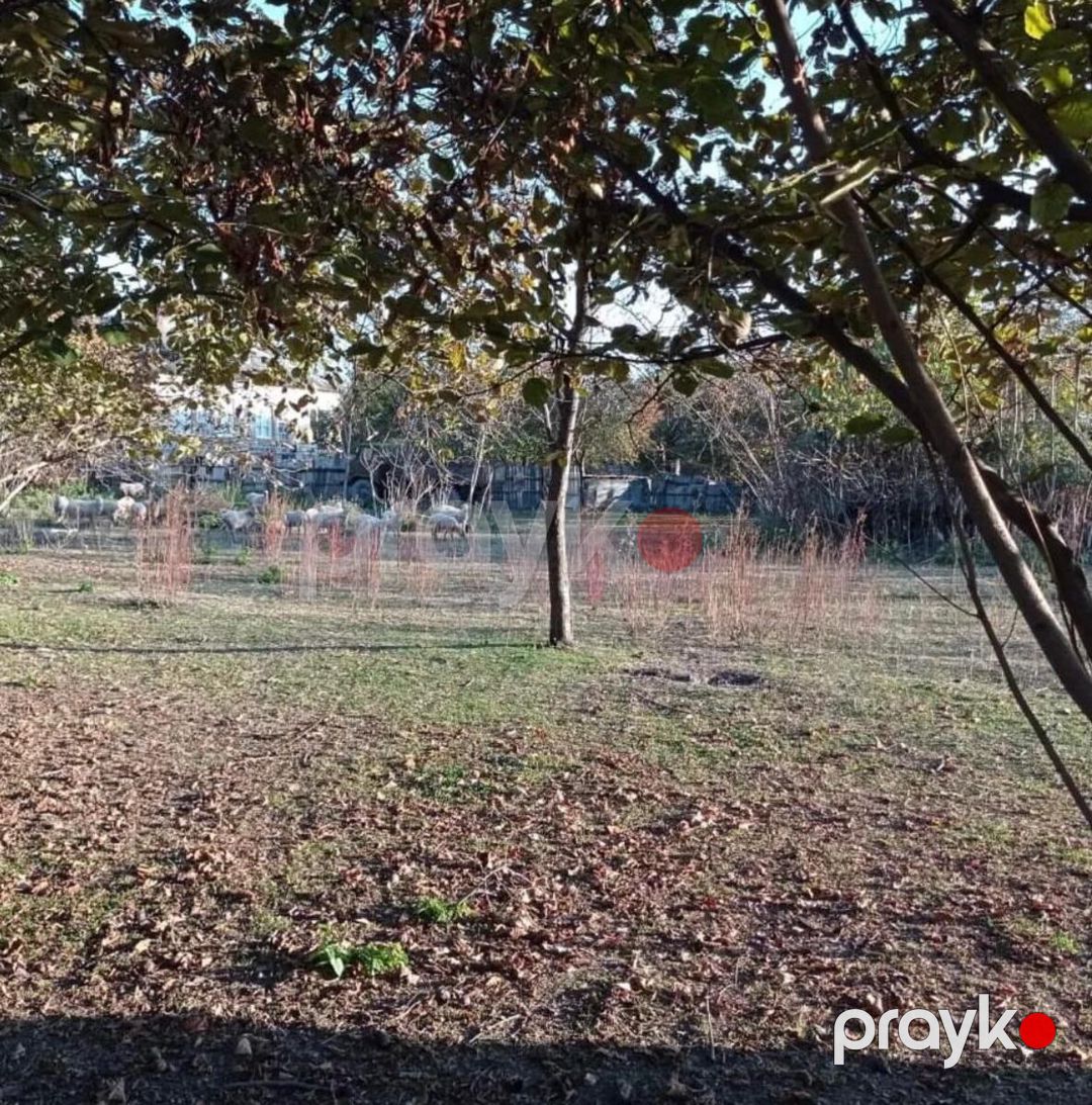 54 sot torpaq sahəsi, Zaqatala ş — Torpaq, Zaqatala (5)