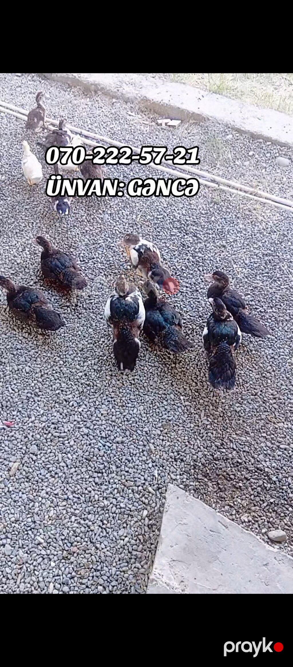 Məhsul: Lal ördək (Muscovy duck) Təsvir: - Ev şəraitində bəslənmiş — Digərləri, Gəncə (2)