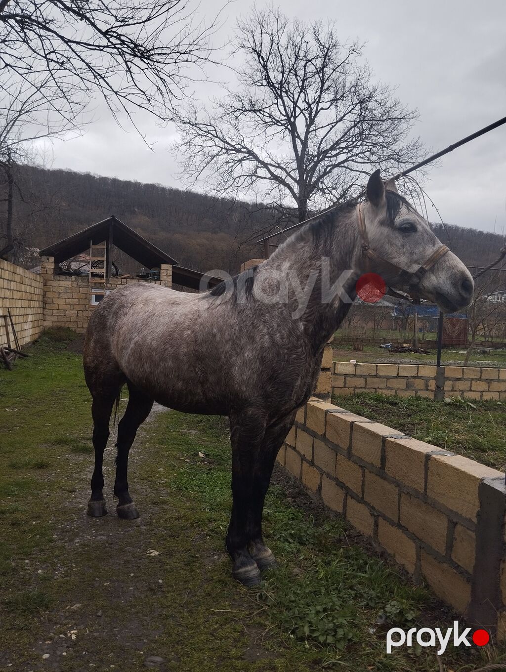 Boz rəngli at – möhkəm bədən quruluşu və zərif duruş. Xüsusiyyətlər — Atlar, Qusar (2)