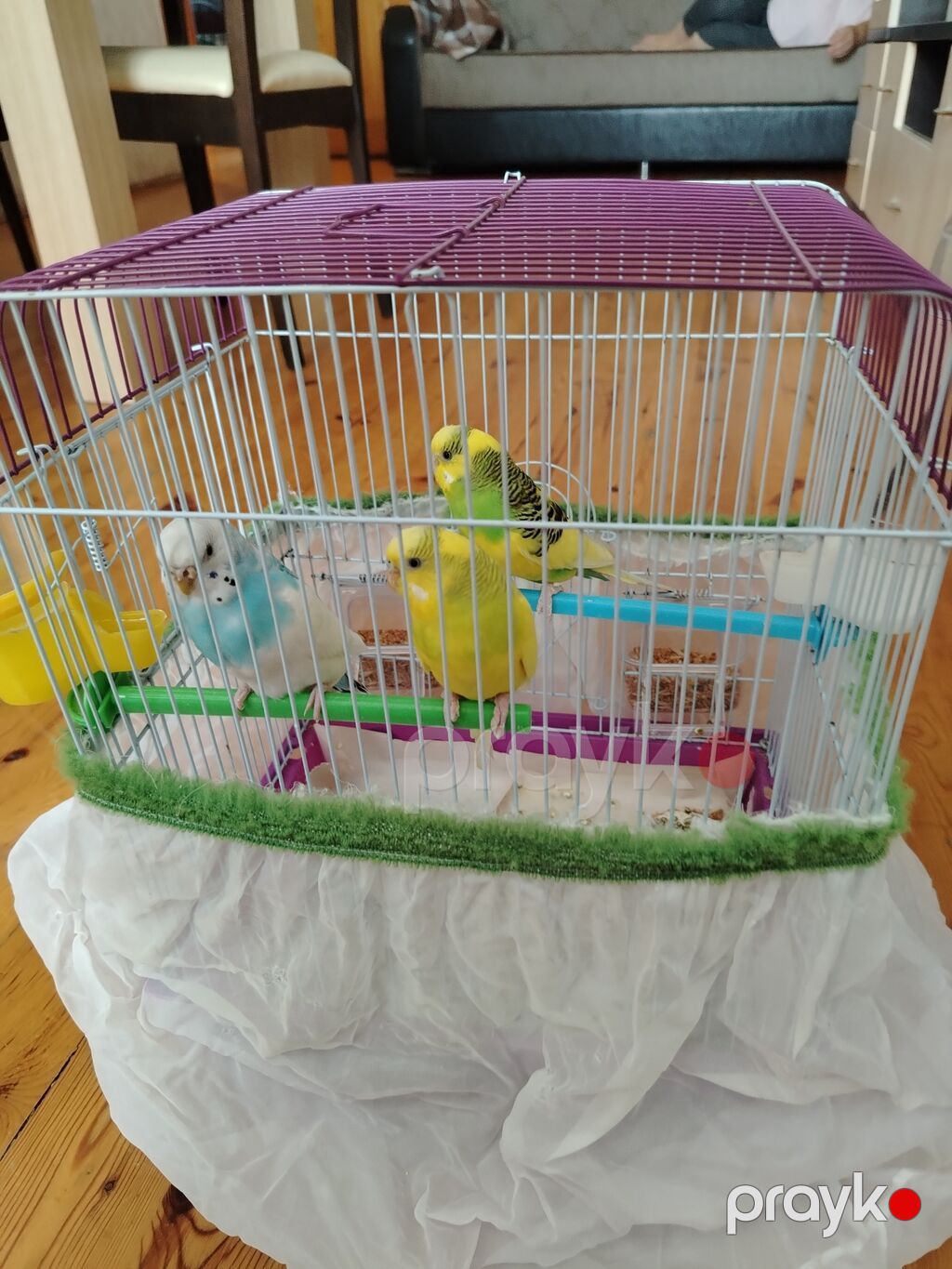 Məhsul: Dalmatian və Avstraliya cinsli dalğalı papuqaylar (budgerigar) — Qəfəslər, Bakı (2)