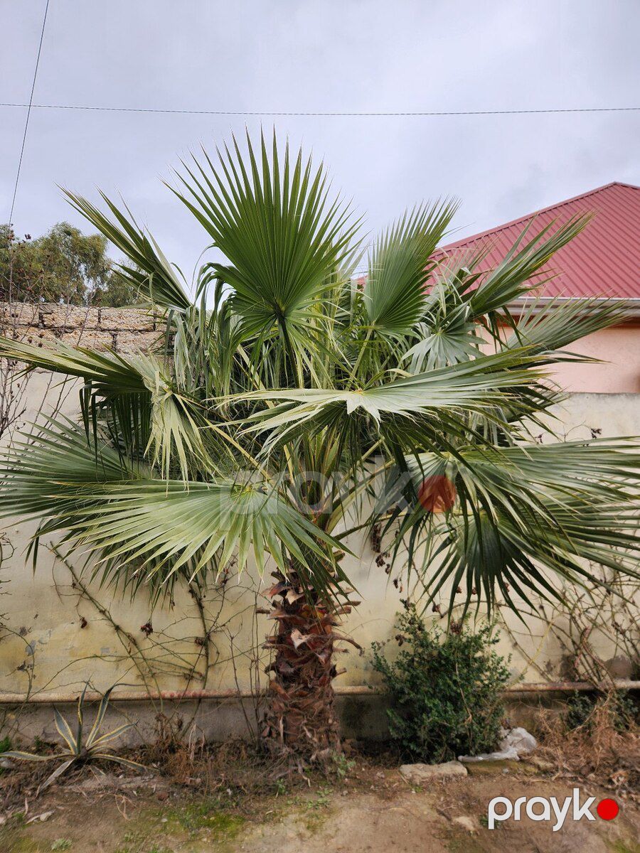Dekorativ palma — Bitkilər, Bakı (7)