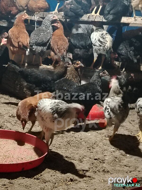Kesime hazır Kent Çolpalar — Quşlar, Yevlax (6)