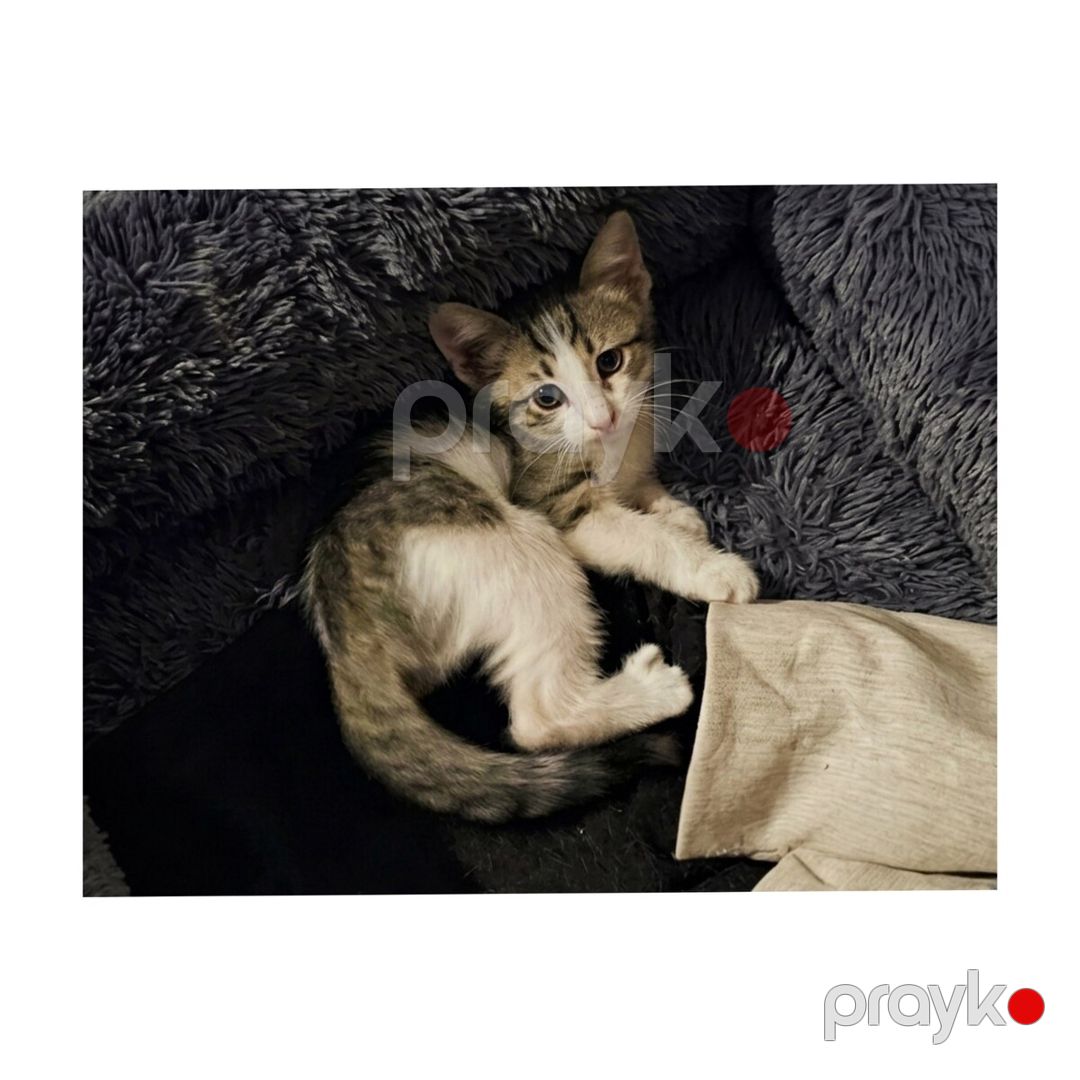 Котенок в добрые руки — Pişiklər, Bakı (2)