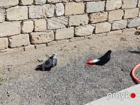 Göyərçinlər — Bakı