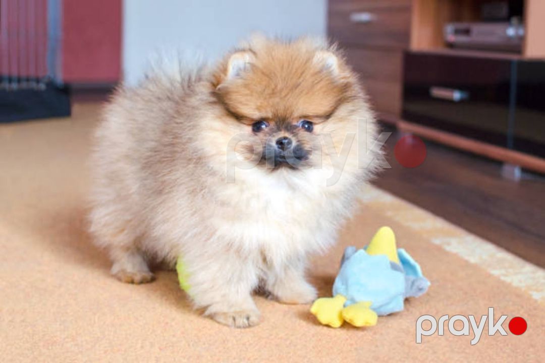 Pekines balaları — Köpəklər, Bakı (8)