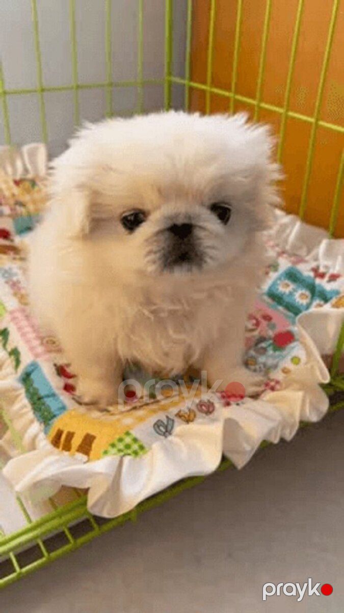 Pekines balaları — Köpəklər, Bakı (2)