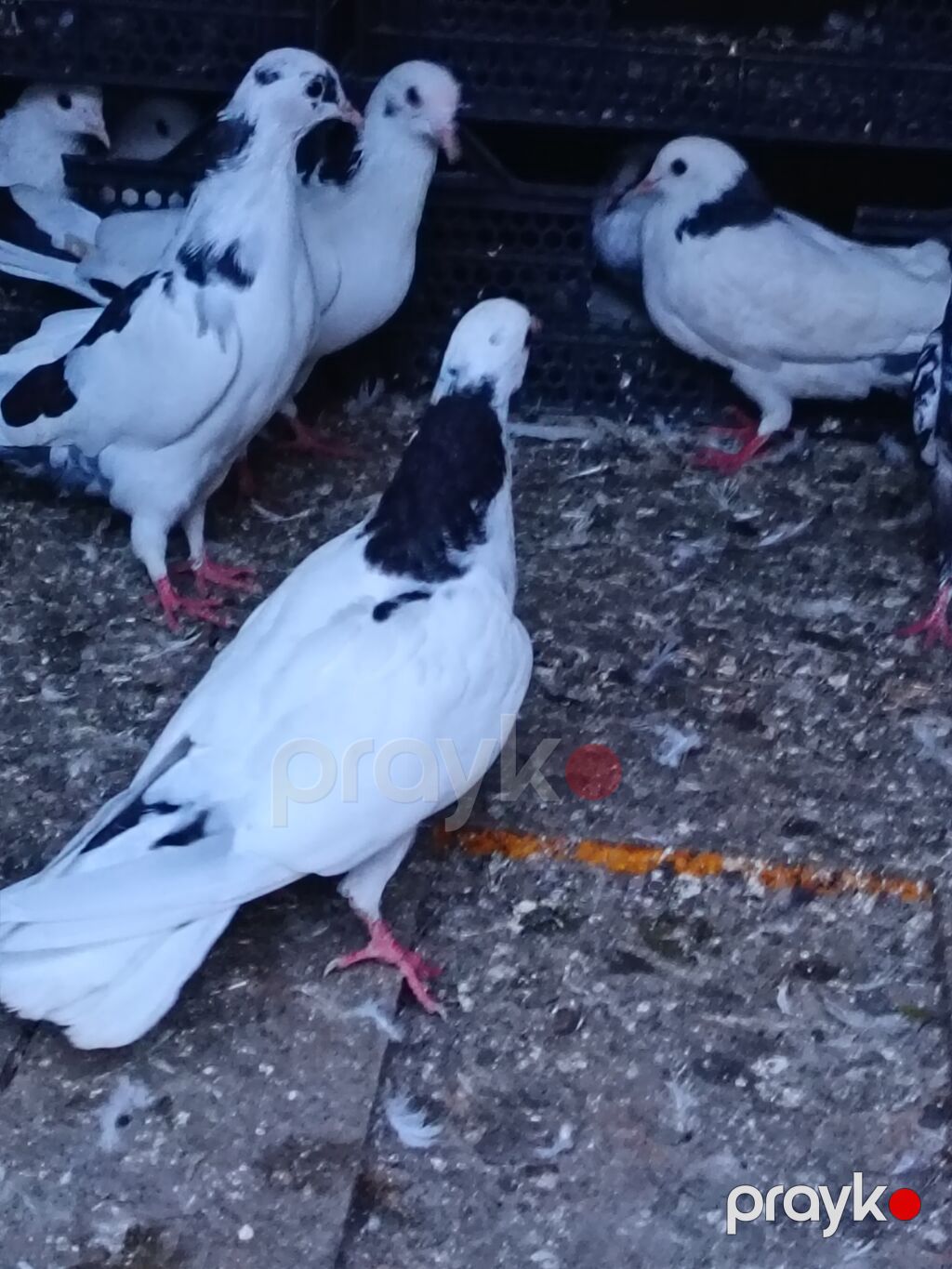 Salam. Tam saglam heyvanlardı. Hamsi ucan quslardi. Cutderde var — Göyərçin, Şəki (10)