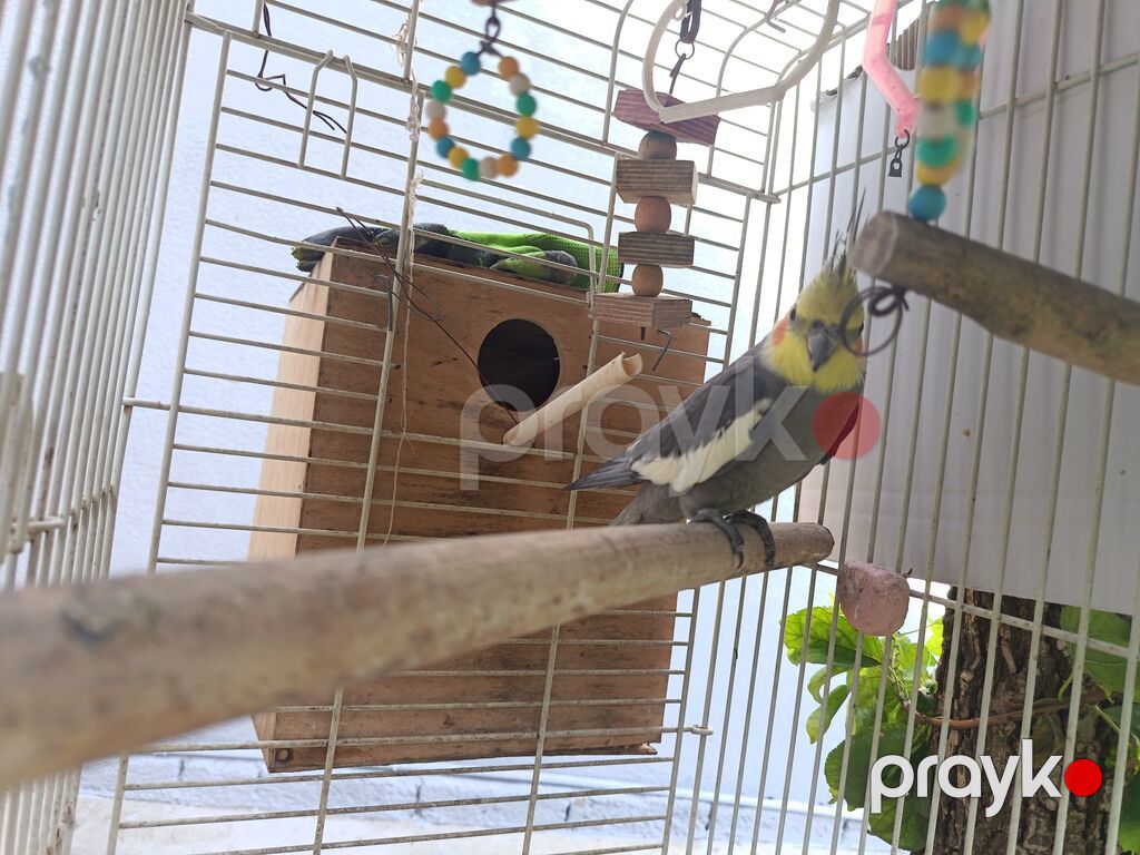 Nimfa (cockatiel) tutuquşu – boz bədən, ağ qanad ləkələri, sarı baş və — Tutyun papağayı, Bakı (3)