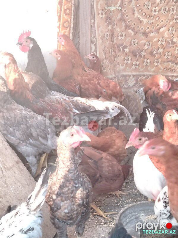 Kesime hazır Kent Çolpalar — Quşlar, Yevlax (2)