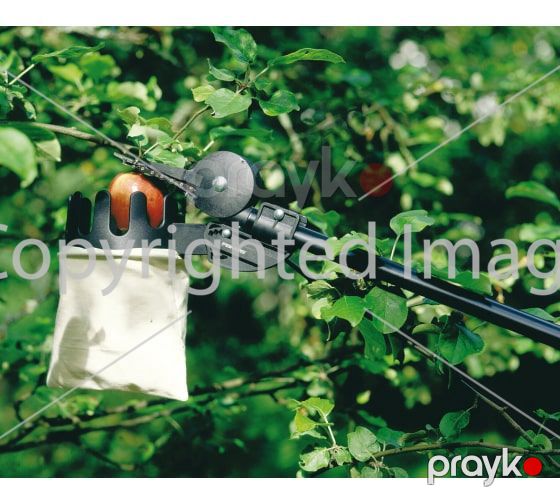 Səbət meyvə üçün Fiskars 1001562 — Dacha və bağ, Bakı (4)