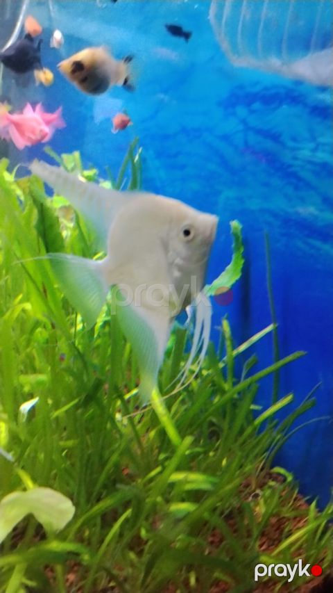 Akvaryum üçün ağ/kremsi rəngdə Skalyar (angelfish) - Növ — Bakı