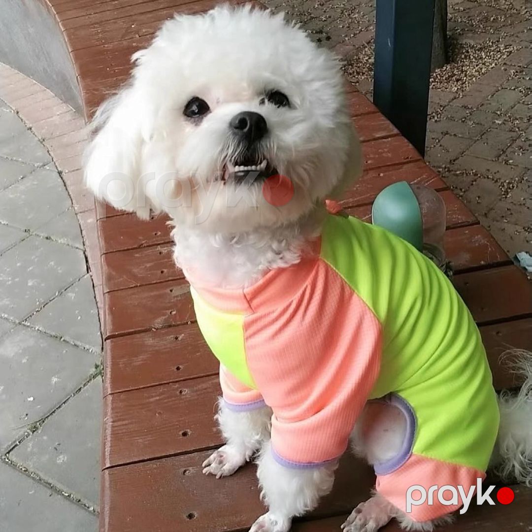 İtlər üçün kombinezon WS_imdogrunner, sarı, ölçü L — Mallar, Bakı (2)