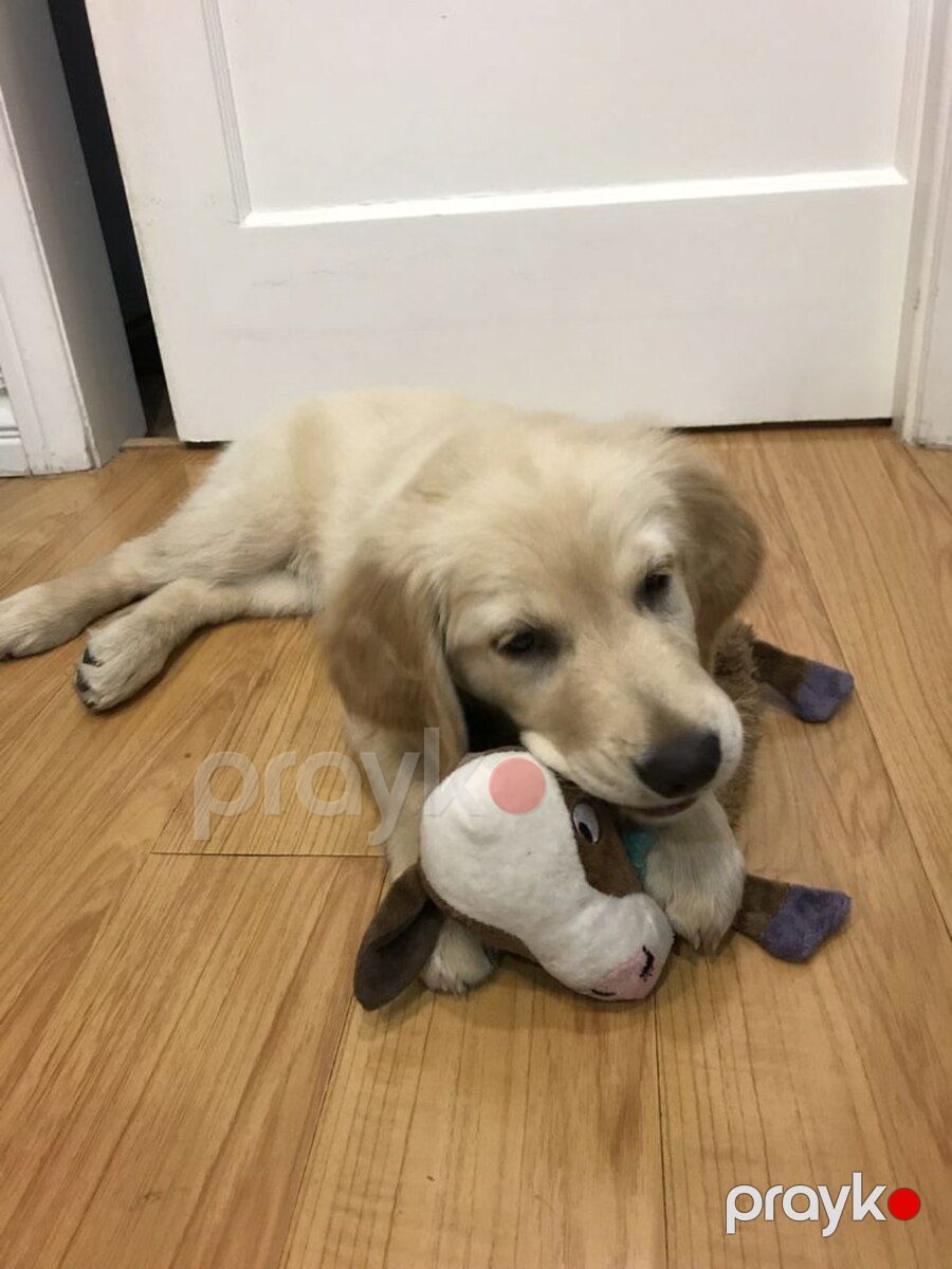 Golden Retriver — Köpəklər, Bakı (2)