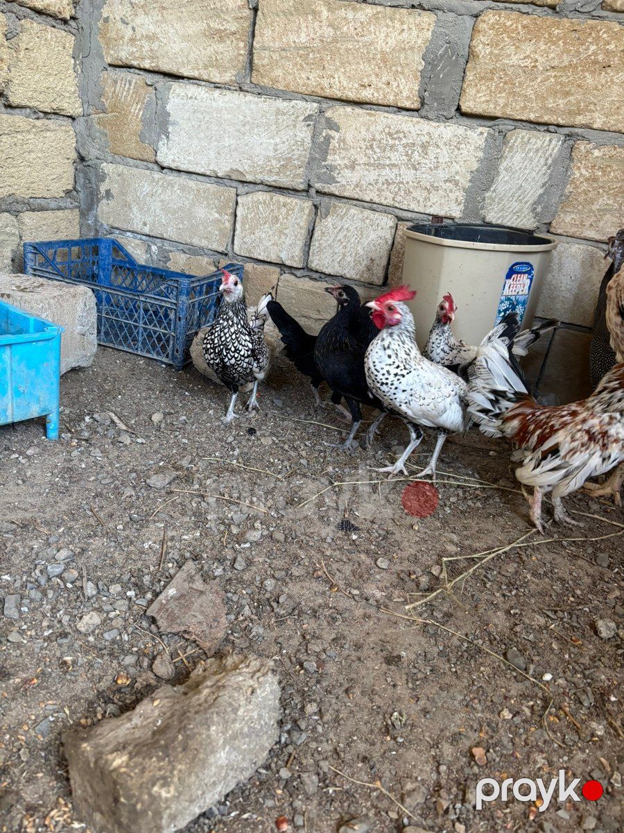 Yapon toyuqları — Quşlar, Bakı (6)