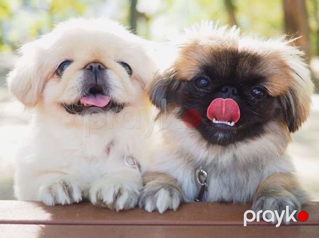 Pekines balaları — Köpəklər, Bakı (3)