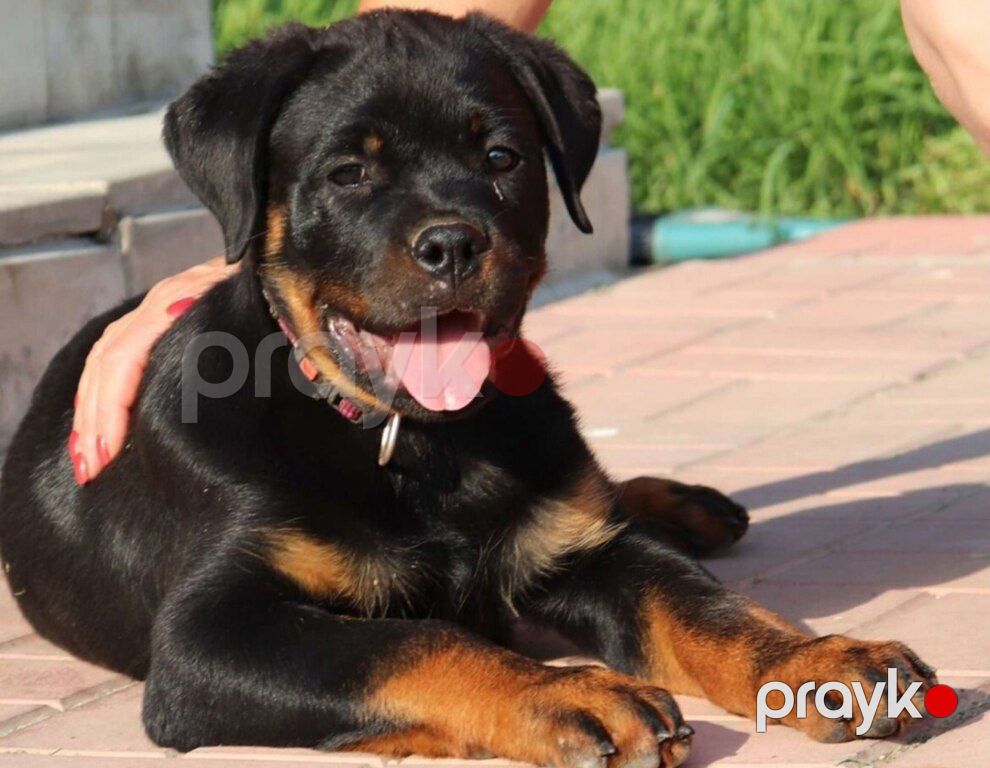 Rotveyler — Köpəklər, Bakı (6)