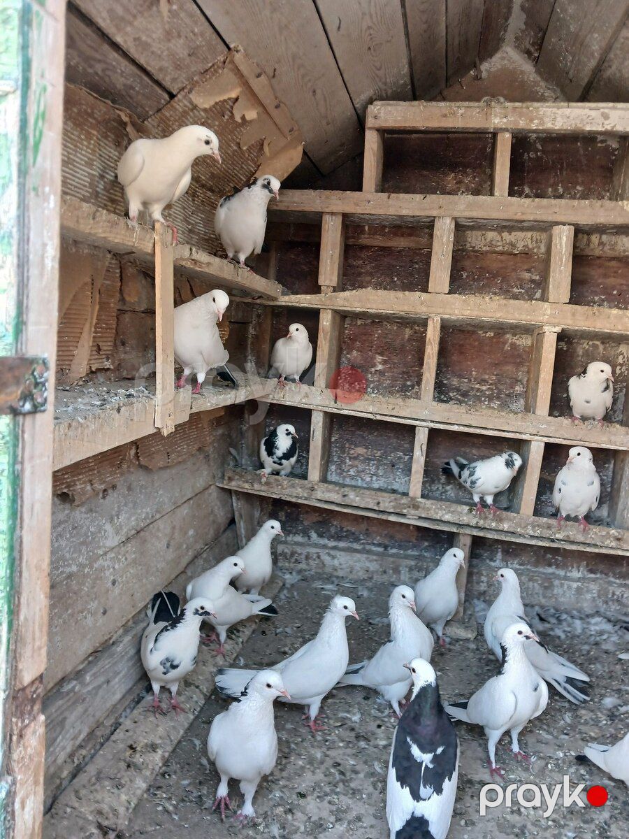 Göyərçinlər — Quşlar, Bakı (2)