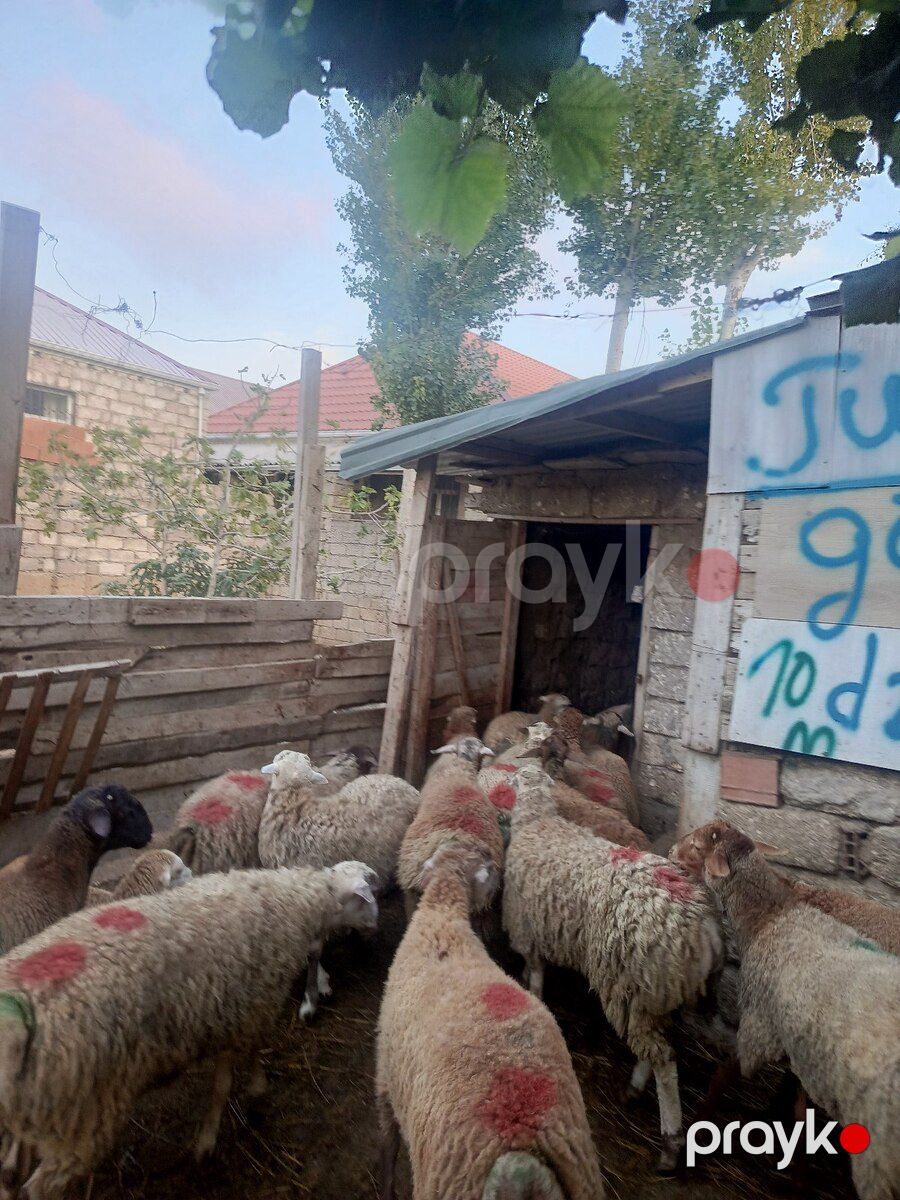 Quzular — Kənd təsərrüfatı heyvanları, Bakı (4)